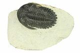 Hollardops Trilobite Fossil - Ofaten, Morocco #287464-1
